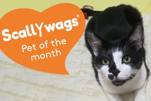 Black and white cat looking at the camera with an orange heart banner saying scallywags pet of the month