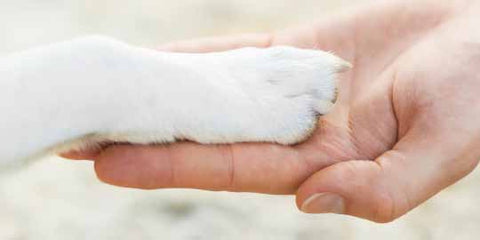 PETIT GOBELET NETTOYEUR DE PATTES POUR ANIMAUX