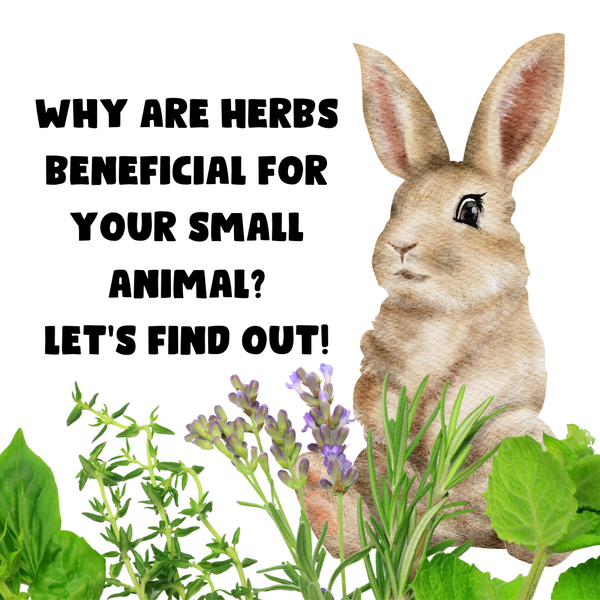 Organic Herbs are a wonderful addition to your small animal's diet: Here's why