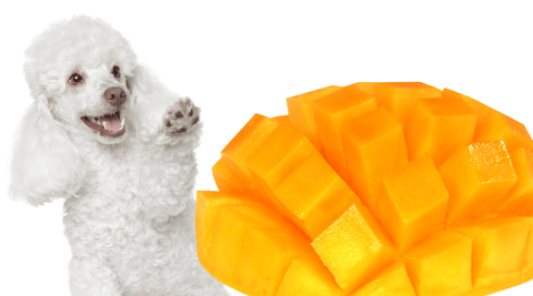 can dog eat mango? feed my paws singapore handmade dog treats