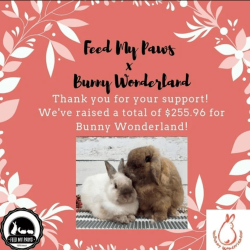 Bunny Wonderland X Feed My Paws Fundraising Cooperation