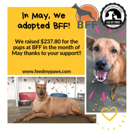 BFF and Feed My Paws Fundraising Collaboration