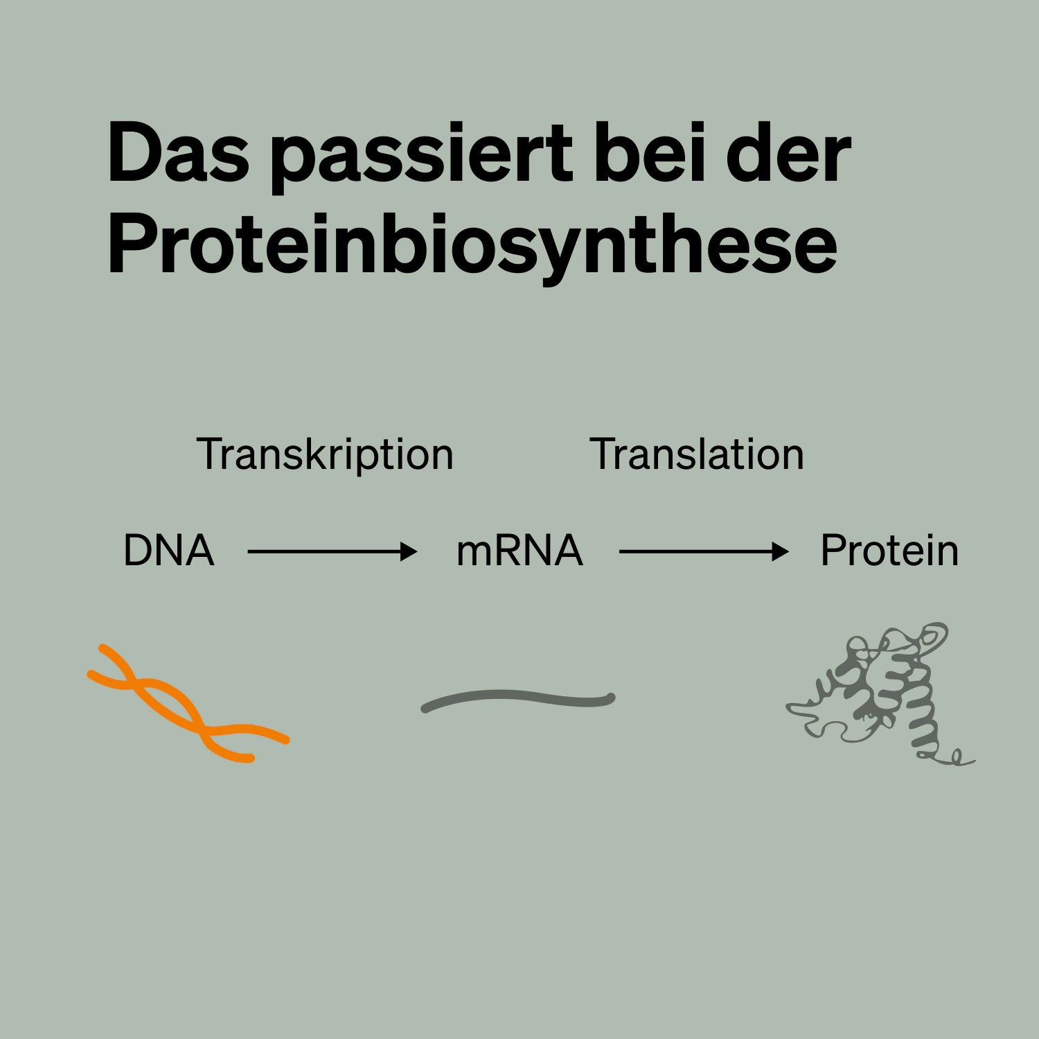 Das passiert bei der Proteinbiosynthese
