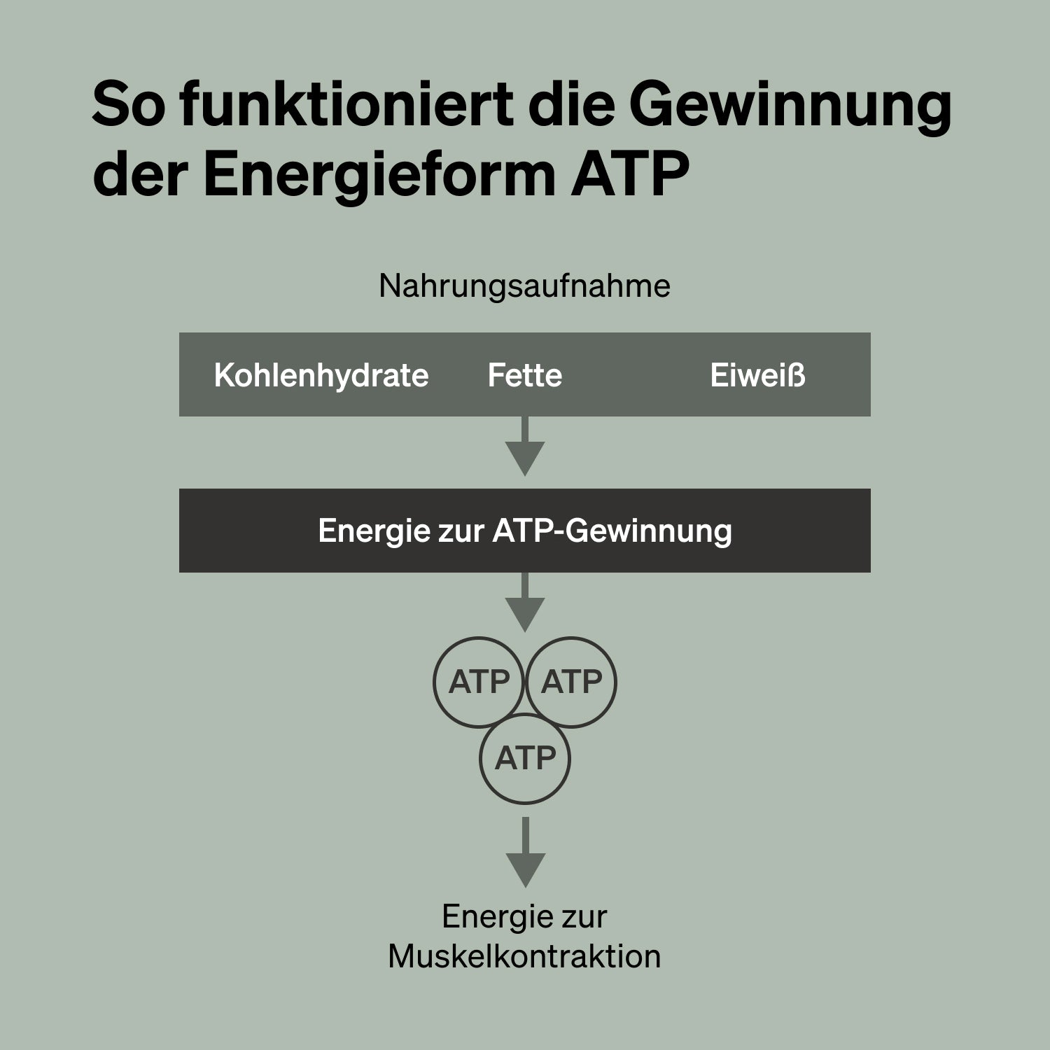 So funktioniert die Gewinnung der Energieform ATP