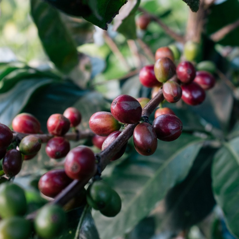 A branch of ripened coffee cherries.