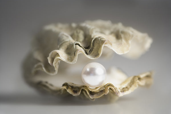 Perle in Muschel