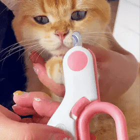 De nagelknipper voor huisdieren met ingebouwd LED licht wordt gebruikt bij een kat.