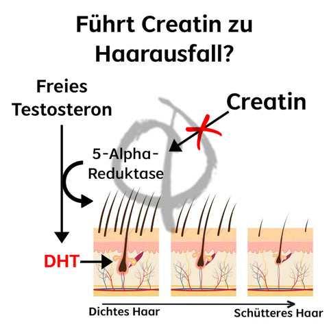 Creatin Haarausfall