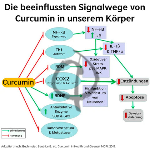 Curcumin-Signalwege