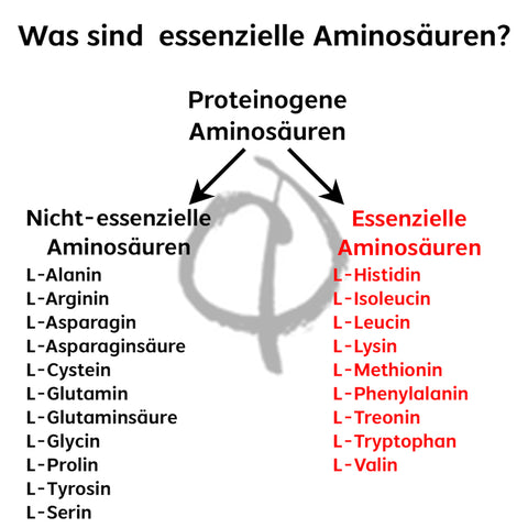 Essenzielle Aminosäuren