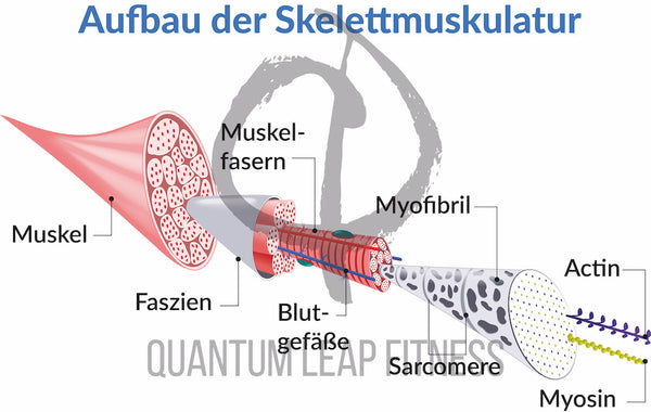 Aufbau der Skelettmuskulatur