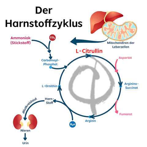 Citrullin Körper