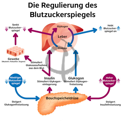 Insulin Fettverbrennung