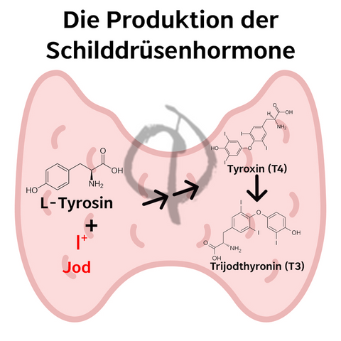 Jod Schilddrüse