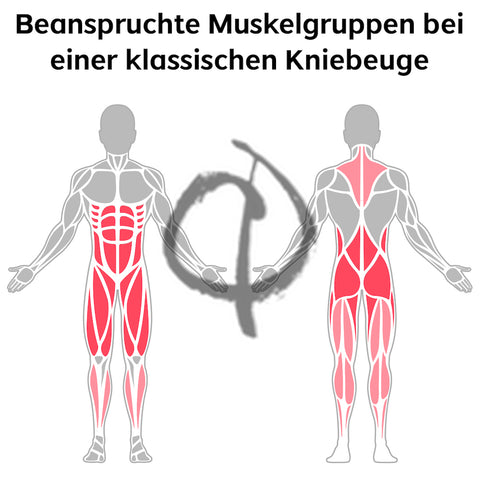 Kniebeugen Muskeln