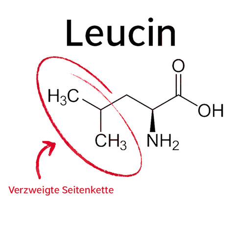 Leucin Strukturformel Heilungsprozesse