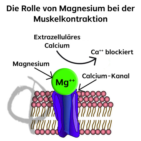 Magnesium Muskelaufbau