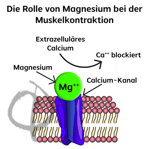 Magnesium Krämpfe