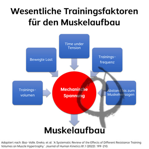 Muskeln aufbauen