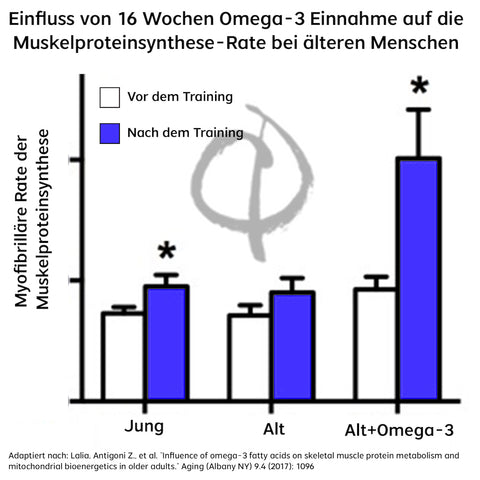 Omega 3 Muskelproteinsynthese im Alter