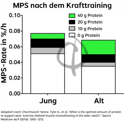 Muskelproteinsynthese nach dem Krafttraining
