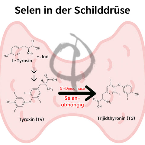 Selenmangel Schilddrüse