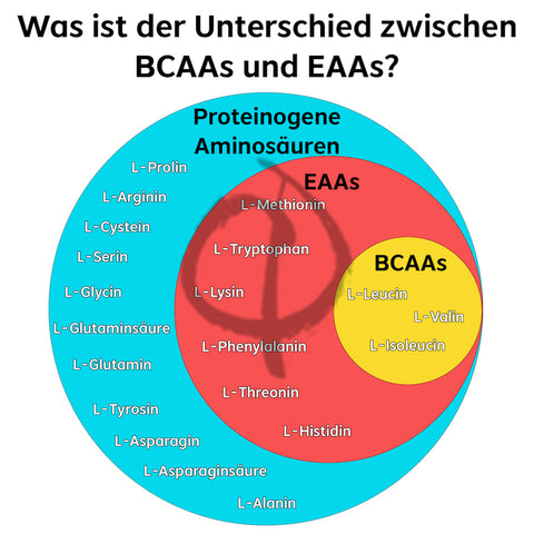 Unterschied zwischen BCAA EAA