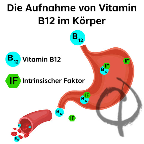 Vitamin B12 Aufnahme