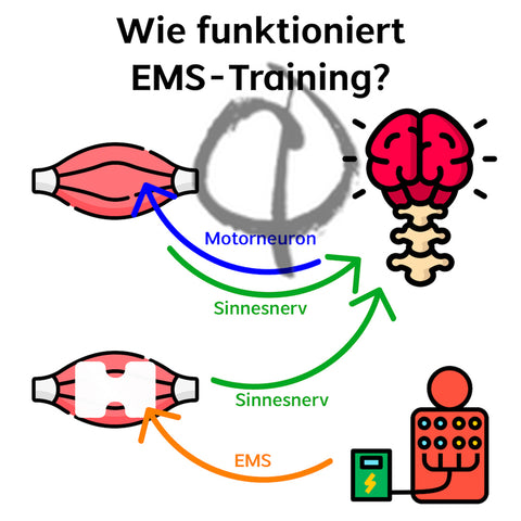 Wie funktioniert EMS Training?