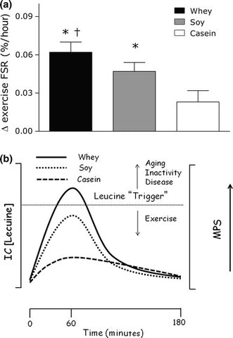 a-The-leucine-trigger-concept