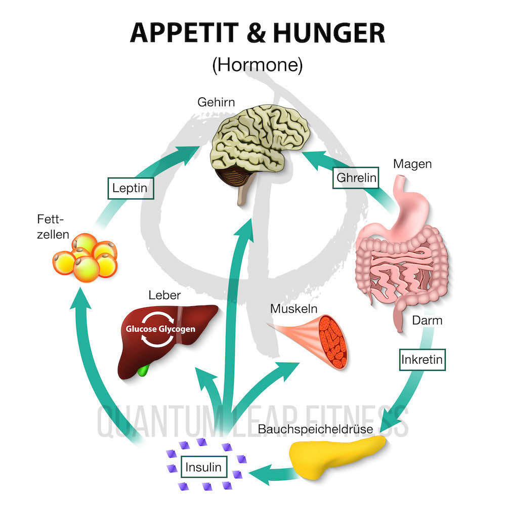 Hormones,Appetite,And,Hunger.,Human,Endocrine,System.,Incretin,,Ghrelin,,Leptin