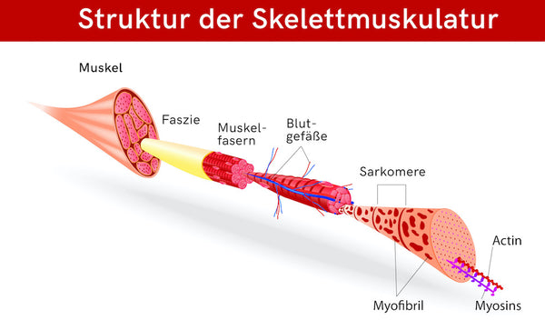 hypertrophie muskel