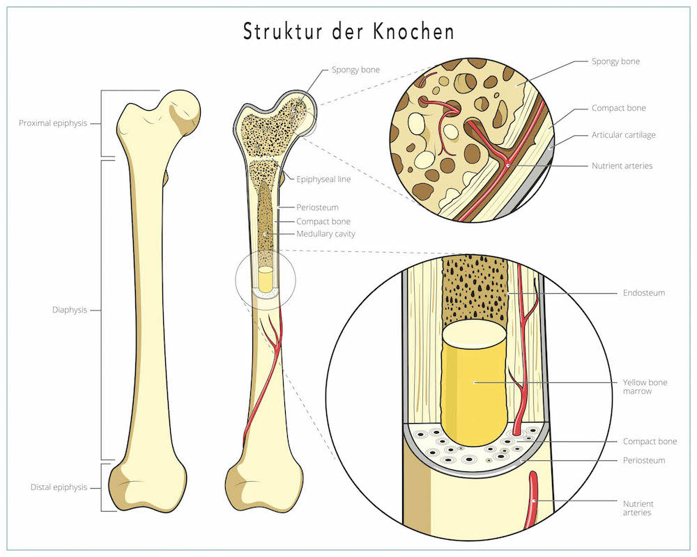 krafttraining osteoporose