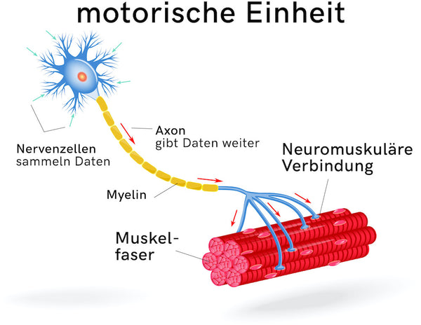 motorische Einheit