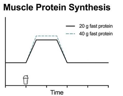 wie oft protein shake am tag