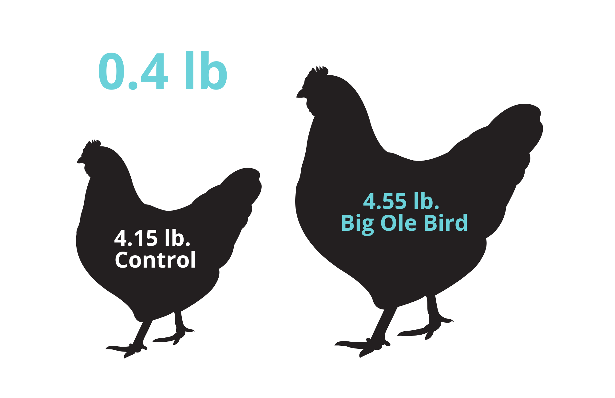 Big Ole Bird Study Average Weight Gain Improvement