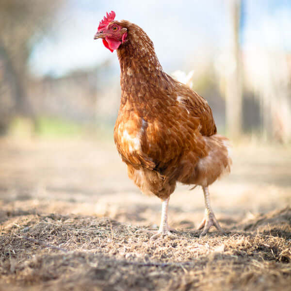 Probiotics for Chickens Big ole Bird