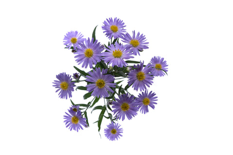 Purple Aster