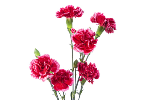 Red Carnation