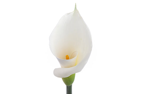 White Calla Lily