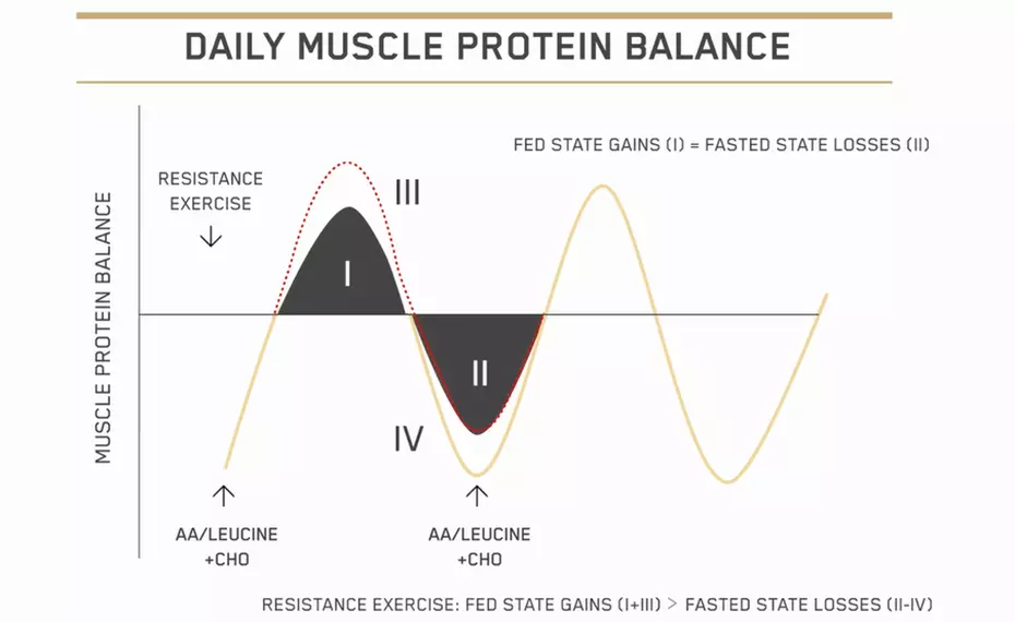 Graph showing the daily muscle protein balance with fed state gains and fasted state losses after resistance exercise.