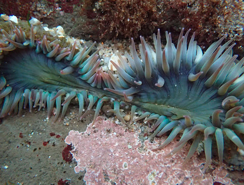 binary fission of an anemone. (Photo by Allison J. Gong)