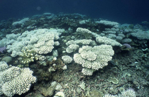 Part of a bleached reef: the coral, unable to photosynthesize has lost all its colour, to turn white.