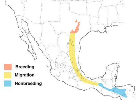 golden cheeked warbler Texas habitat