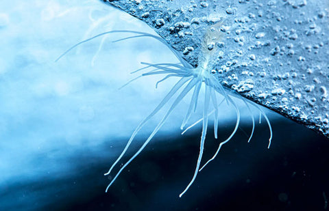 LAURENT BALLESTA image of an Ice Anemone