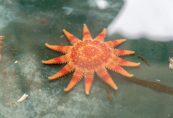 Beautiful common sunstar(fish) found in Port Erin bay.