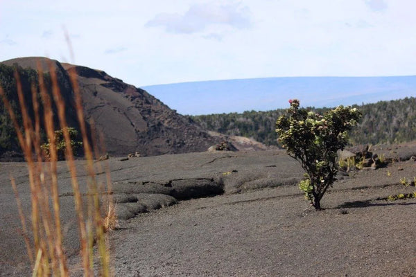 An Ohi'a Tree, one the first plants to colonize new lava flows.