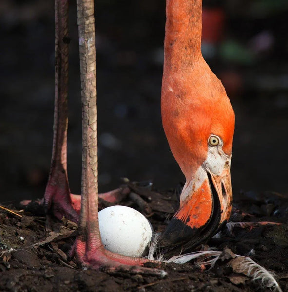Flamingo eggs used to be considered a staple food. In early Roman times, flamingo tongues were served as a delicacy...