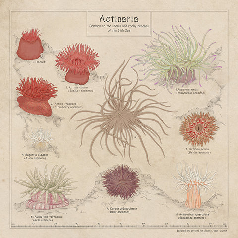 Royale Maps anemone print