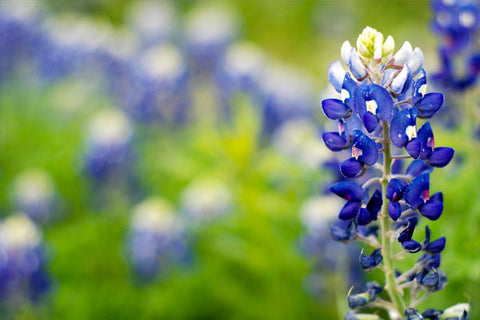 national texas bluebonnet flower